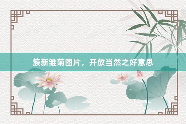 簇新雏菊图片，开放当然之好意思